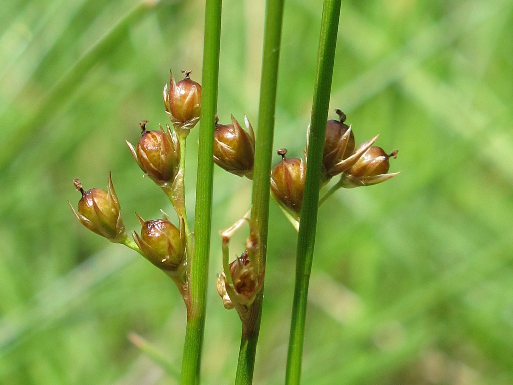 Juncus filiformis